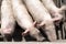 Corral pigs, dirty animals in front of a feeding trough. A pet is watching from behind a hedge