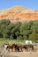 Corralled Horses Wyoming Badlands Ranch Livestock Animals