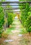 Corridor alley of green dangling grapevine plants on top of ancient Castello Doria castle tower in Portovenere