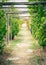 Corridor alley of green dangling grapevine plants on top of ancient Castello Doria castle tower in Portovenere