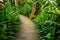 Corridor floor cement in the Strelitzia reginae Ait garden.