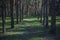 Corridor of many coniferous trees in the forest