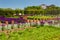 A corridor of purple sage flowers and stachys lanata sunlit