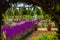 A corridor of purple sage flowers sunlit