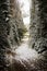 The corridor between tall pine trees covered with snow. The dark and gloomy passage in the woods.