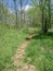 Corridor Trail at Pilot Mountain State Park