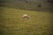Corriedale sheep feeding in a green field on a cold morning in southern Brazil