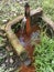 Corroded water leakage pipe at the farm