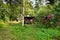 Corrugated iron and wood hut in the tropical sunlit jungle