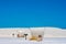 Corrugated Metal Covered Picnic Shelters In White Sands