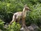 Corsac Fox Corsac, Vulpes corsac, small canine beast, feeds on small rodents