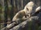 Corsac  fox Vulpes corsac lying down on a tree trunk. Also known as corsac or steppe fox