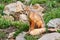 Corsac Fox, Vulpes corsac, in the nature stone mountain habitat, found in steppes and deserts in, Mongolia Central Asia.  Fox in