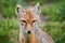 Corsac Fox, Vulpes corsac, in the nature stone mountain habitat, found in steppes and deserts in, Mongolia Central Asia.  Fox in