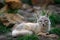 Corsac Fox, Vulpes corsac, in the nature stone mountain habitat, found in steppes, semi-deserts and deserts in Central Asia