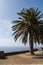 Corsica, Haute Corse, Canari, bench, palm tree, terrace, viewpoint, France, Europe, sea, relax