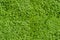 Corsican carpet plant, small vibrant green leaves, creeping herb, fresh wild plant seamless texture close up