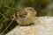 Corsican Finch - Serinus corsicanus