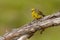 Corsican Finch - Serinus corsicanus