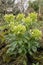 Corsican green hellebore Hellebores argutifolius flowering plant