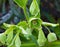 Corsican Hellebore - Helleborus argutifolius