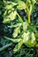 Corsican Hellebore, Helleborus argutifolius