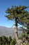 Corsican Laricio pine tree on the vertical cliff