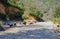 Corsican pigs near the mountain road