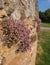 Corsican Stonecrop on natural dry wall