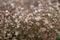 Corsican stonecrop, Sedum dasyphyllum, flowering plants