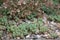 Corsican stonecrop, Sedum dasyphyllum, flowering plants natural habitat