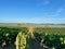 Corsican vineyard between sea and mountains. View of Etang de Diana at sunset.