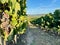 Corsican vineyard between sea and mountains. View of Etang de Diana at sunset.