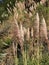 Cortaderia selloana commonly known as pampas grass