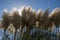 Cortaderia selloana, commonly known as pampas grass