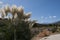 Cortaderia selloana, commonly known as pampas grass