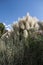 Cortaderia selloana, commonly known as pampas grass