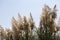 Cortaderia selloana, commonly known as pampas grass