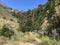 Cortaderia selloana commonly known as pampas grass Big Sur Canyon