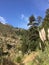 Cortaderia selloana commonly known as pampas grass Big Sur Canyon