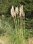 Cortaderia selloana commonly known as pampas grass Big Sur Canyon