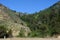 Cortaderia selloana commonly known as pampas grass Big Sur Canyon HWY 1