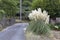 Cortaderia selloana plant