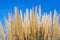 Cortaderia selloana pumila silver yellow plant