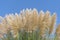 Cortaderia selloana pumila silver yellow plant