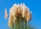 Cortaderia selloana pumila silver yellow plant pampas grass foliage