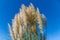 Cortaderia selloana pumila silver yellow plant pampas grass foliage