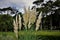 Cortaderia sellowiana flowers in the park