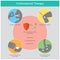 Corticosteroid Therapy. Illustration explain the therapy inflammatory disease in human by use synthetic.