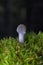 Cortinarius alboviolaceus is a basidiomycete mushroom of the genus Cortinarius native to Europe.